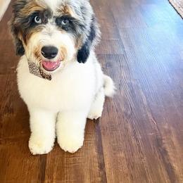 Bernedoodle Puppies from Over the Moon Poodles and Doodles