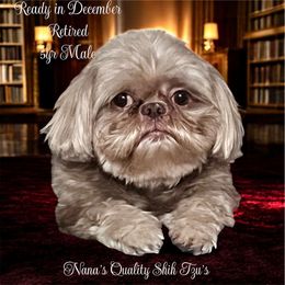 Capone - Lilac male Shih Tzu puppy in Sacramento, California from NANA’S  QUALITY SHIH TZU'S