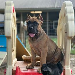 Yellow - Fawn male Cane Corso puppy in Opelousas, Louisiana from Azelees Cane Corso