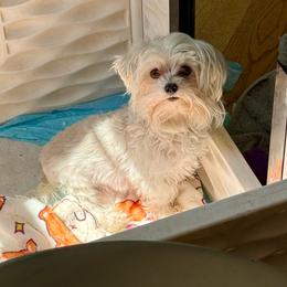 Dotty - Maltese