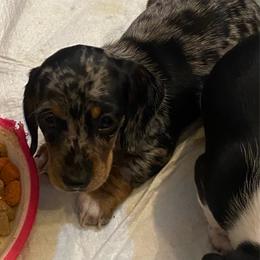 Freckles - Dapple female Dachshund puppy in Elizabethtown, Kentucky from Teeny Tiny Puppy Tails
