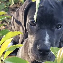Great Danes from Danes of Distinction
