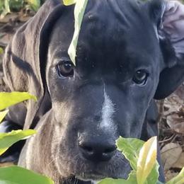 Great Danes from Danes of Distinction