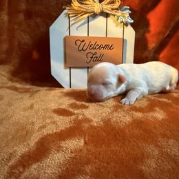 Sadie - White female Maltese puppy in Asheville, North Carolina from TCBs Glowing Maltese