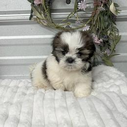 Sara - Gold and white female Shih Tzu puppy in Elgin, South Carolina from Silver Bells Paw Prints