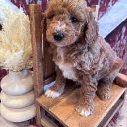 Jeremiah - Red  male Goldendoodle puppy in Bucyrus, Missouri from Hill Top Pomskies