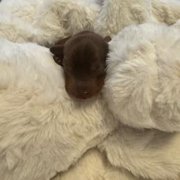 Tailor - Chocolate male Dachshund puppy in New Braunfels, Texas from A Posh Doxie