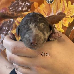 Jack - Brown male Poodle puppy in Sedalia, Missouri from Farmer Brown's Puppies