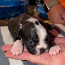 Females - Black and white female Boston Terrier puppy in Mc Donough, Georgia from Ballard Boston Terriers