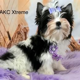 Delilah little girl - Black tan and white female Biewer Terrier puppy in Jonestown, Pennsylvania from AKC Xtreme Biewer Terriers...