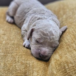 Pleakley - Apricot male Cavapoo puppy in Copperas Cove, Texas from Grapeshot Poodles & Doodles LLC