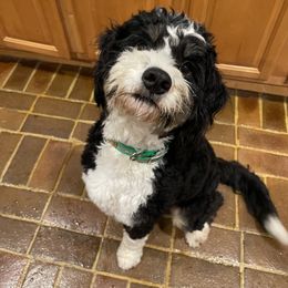 Bernedoodle and Sheepadoodle Puppies from Luv My Doodle