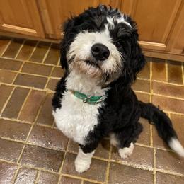 Bernedoodle and Sheepadoodle Puppies from Luv My Doodle