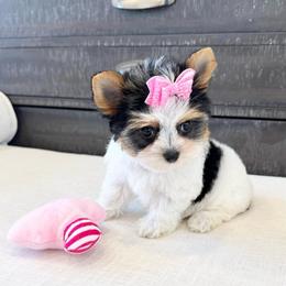 Princess Pink - Chocolate tan and white female Biewer Terrier puppy in North Chelmsford, Massachusetts from Coastal Yorkshire Terrier Yorkies & Biewer Terriers