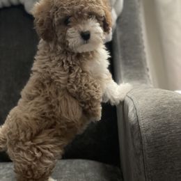 Cavapoo, Maltipoo, and Poodle Puppies from McCraws N Paws