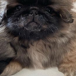 Pekingese from Marta Wacek