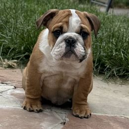 Bulldog Puppies from Magic City Kennel