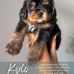 Kylo - Phantom male Bernedoodle puppy in South Jordan, Utah from Wonderful World Doodles