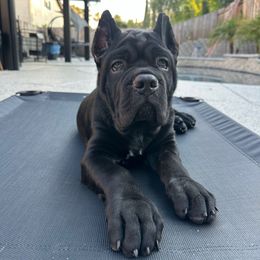 SADIE - Light Purple - Black female Cane Corso puppy in Citrus Heights, California from NorCal Guardians