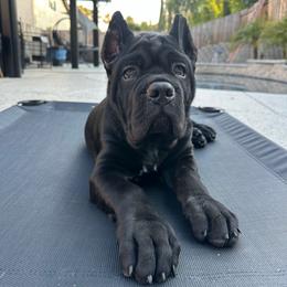 SADIE - Light Purple - Black female Cane Corso puppy in Citrus Heights, California from NorCal Guardians