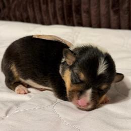 Purple collar - Black and tan female Pembroke Welsh Corgi puppy in Oxford, Pennsylvania from K&S Quality Pembroke Welsh Corgi’s