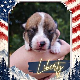 Liberty - Sable female Pembroke Welsh Corgi puppy in Warrensburg, New York from The Adirondack Corgi