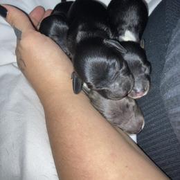 Dachshund Puppies from Dachshund Dad