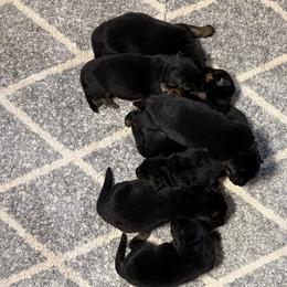 Boomer and Bakara girl-2 - Black and red female German Shepherd puppy in Galt, California from At Redwood Runs