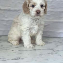 Ellie - Buff and white female Cockapoo puppy in Moulton, Iowa from Shondel Puppy Paws