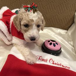 Princess - Parti female Poodle puppy in Mobile, Alabama from Semmy’s Standard Poodle LLC