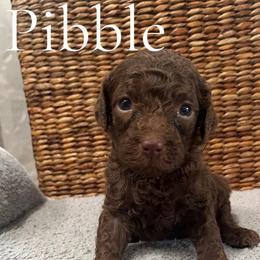 Pibble - Brown male Poodle puppy in St Augustine, Florida from St. Augustine Poodles