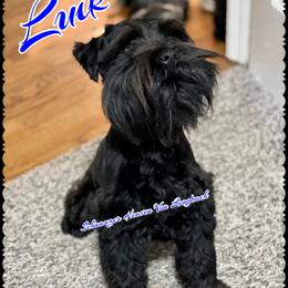 Luik - Miniature Schnauzer
