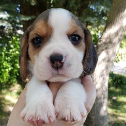 Beagle Puppies from Wilderness Beagles