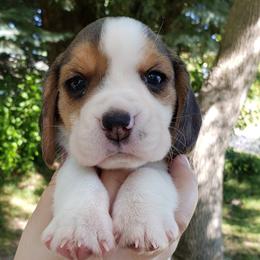 Beagle Puppies from Wilderness Beagles