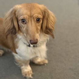 Henry VIII - Dachshund