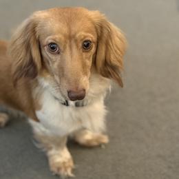 Henry VIII - Dachshund