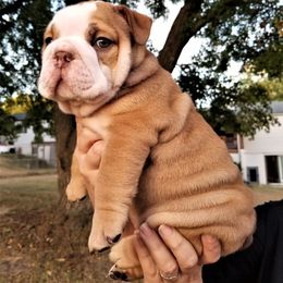 Bulldog Puppies from Bayside Bullies