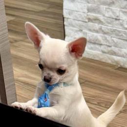 Vegas - Cream male Chihuahua puppy in Bucks County, Pennsylvania from Sweet Bean Chihuahuas