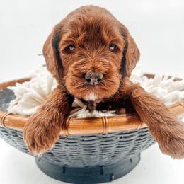 Peanut Butter Cup - Red  male Goldendoodle puppy in Hollister, Missouri from Wild Acres Goldendoodles