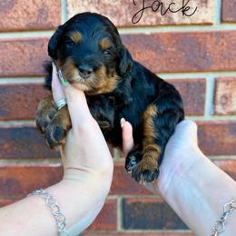 Jack - Tri-color male Bernedoodle puppy in Owasso, Oklahoma from Kallams Bernedoodles & Bernese Mountain Dogs