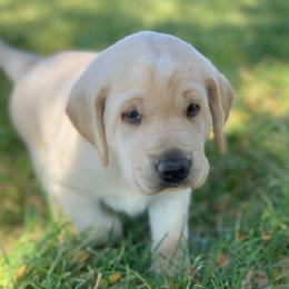Crouton - Yellow male Labrador Retriever puppy in Winnemucca, Nevada from Oakley's Mountain View Kennel