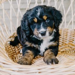 Daisy - Black tri-color female Aussiedoodle puppy in Spanish Fork, Utah from K Brand Doodles