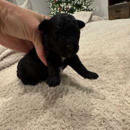 Jax - Black male Poodle puppy in Queen Creek, Arizona from Prestigious Toy Poodles