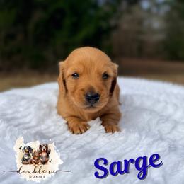 Sarge - Red male Dachshund puppy in Alto, Texas from Double W Doxies