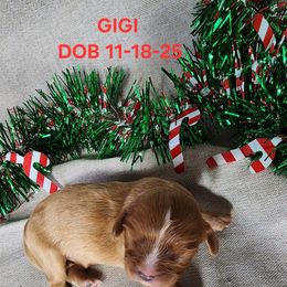 AKC GIGI - Ruby female Cavalier King Charles Spaniel puppy in Joplin, Missouri, Missouri from HOL-A-DA CAVALIERS