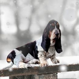 Basset Hound Puppies from Double Branch Basset Hounds