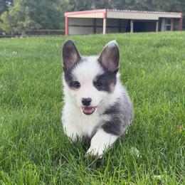 Cheese Curd - Blue male Pembroke Welsh Corgi puppy in Bloomfield, Iowa from Beebe’s Corgis & Doxies