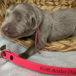 Arrow - Silver female Dilute Retriever puppy in Grants Pass, Oregon from KnR Antler Dogs