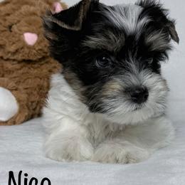 Nico - Black tan and white male Biewer Terrier puppy in Cartersville, Georgia from Alpha Tiny Paws