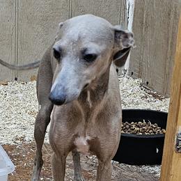 Lucy - Italian Greyhound